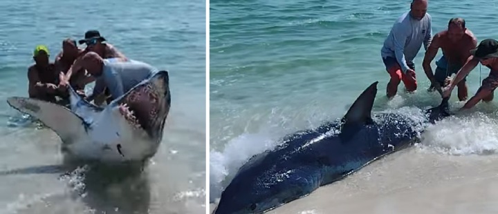 beachgoers save shark pensacola FL