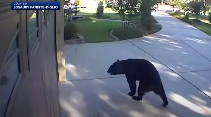 bear breaks in house drinks white claws