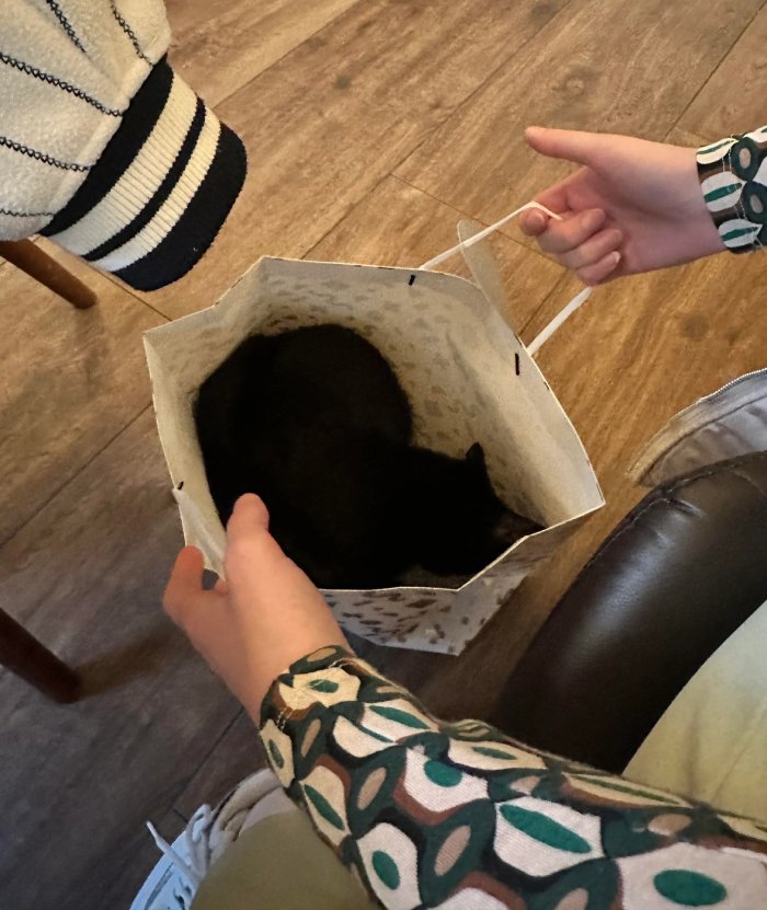 cat in a bag