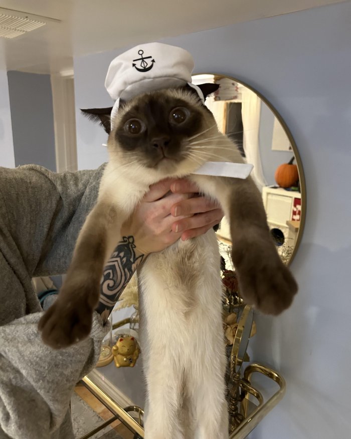 cat sailor