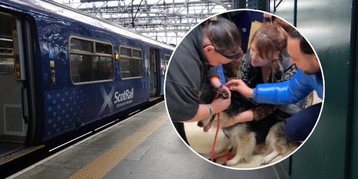 dog rescue Glasgow train station