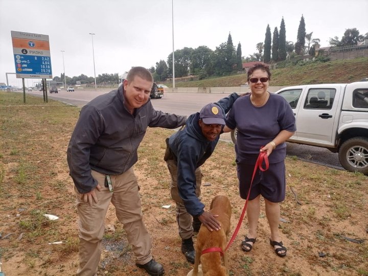 officers rescue dog on bridge