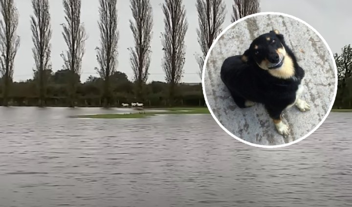 sheep dog saves ewes flood