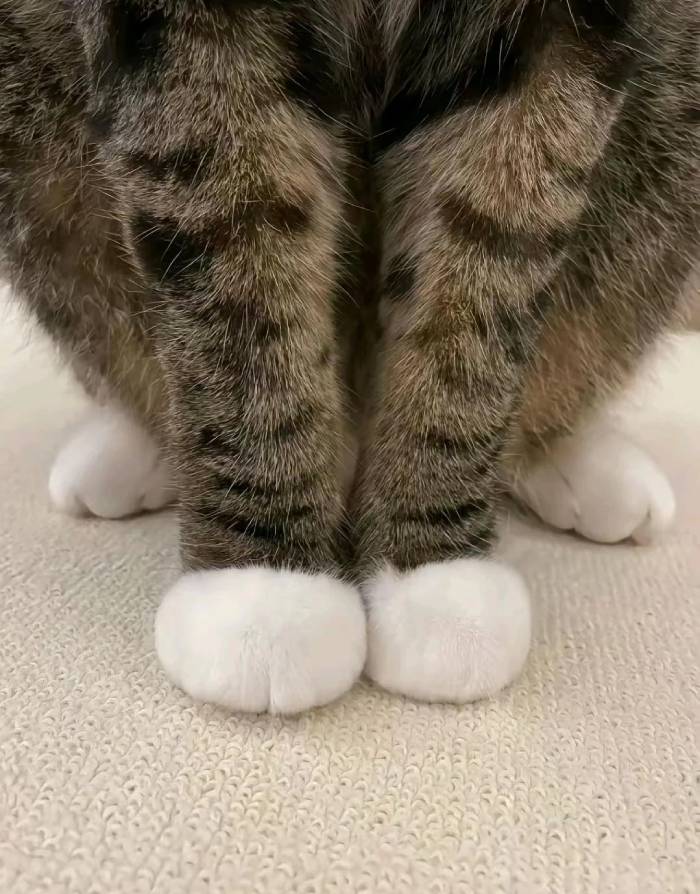 perfect round cat paws