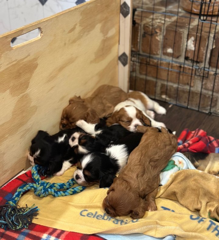 puppy pile