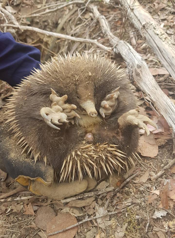 embarrassed echidna