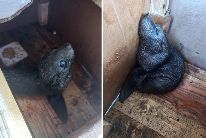 seal pup rescue