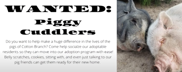 piggy cuddlers