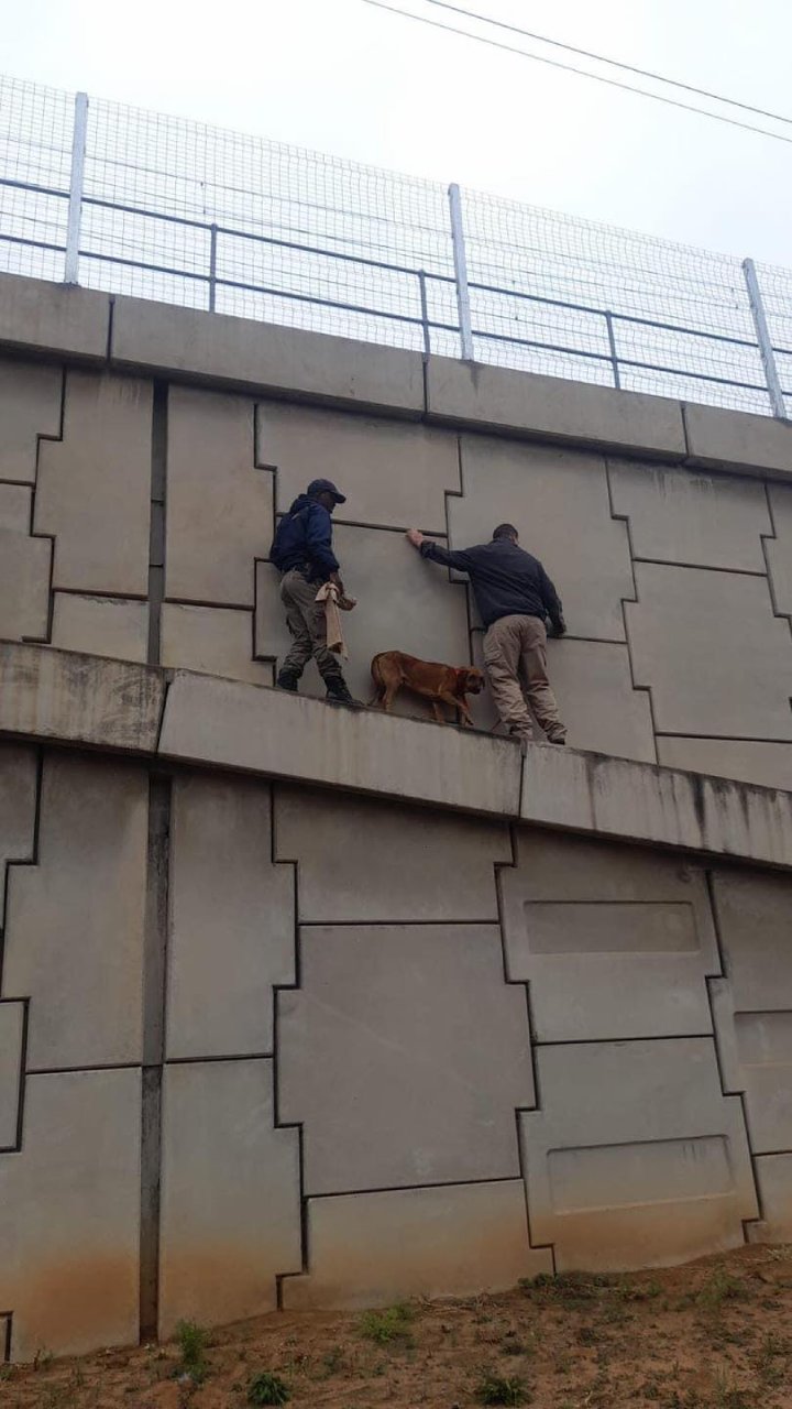 officers rescue dog on bridge