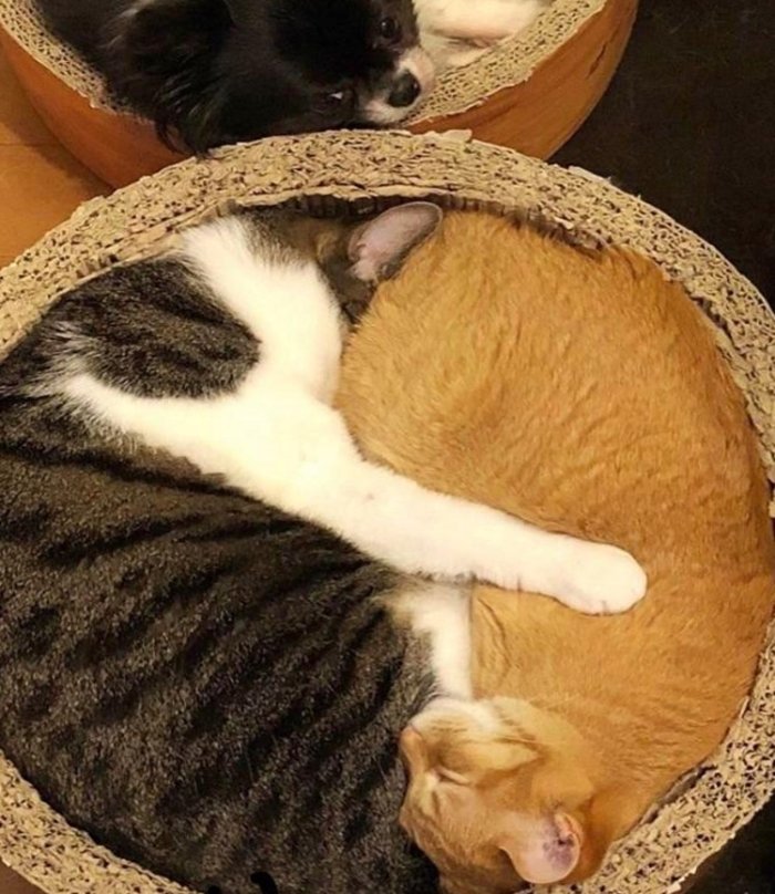 ying yang cats