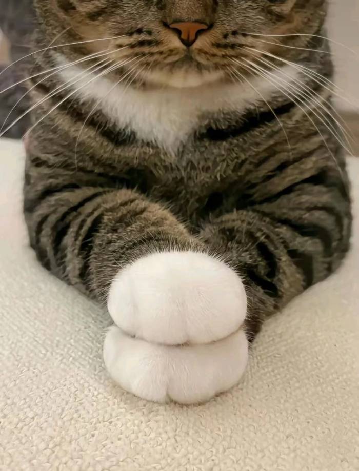 perfect round cat paws