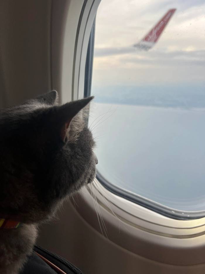 cat on airplane