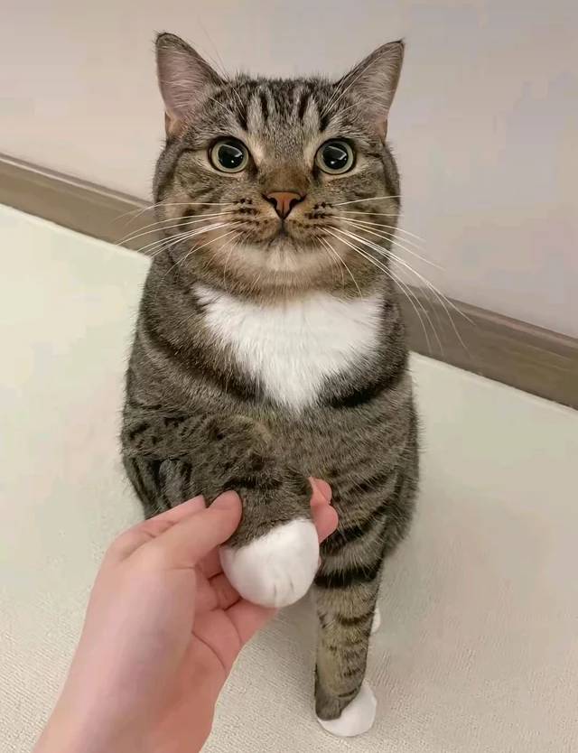 perfect round cat paws