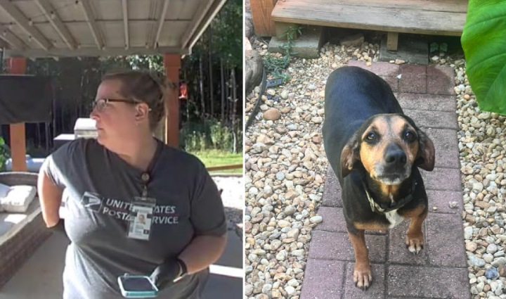 postal worker saves dog snake bite