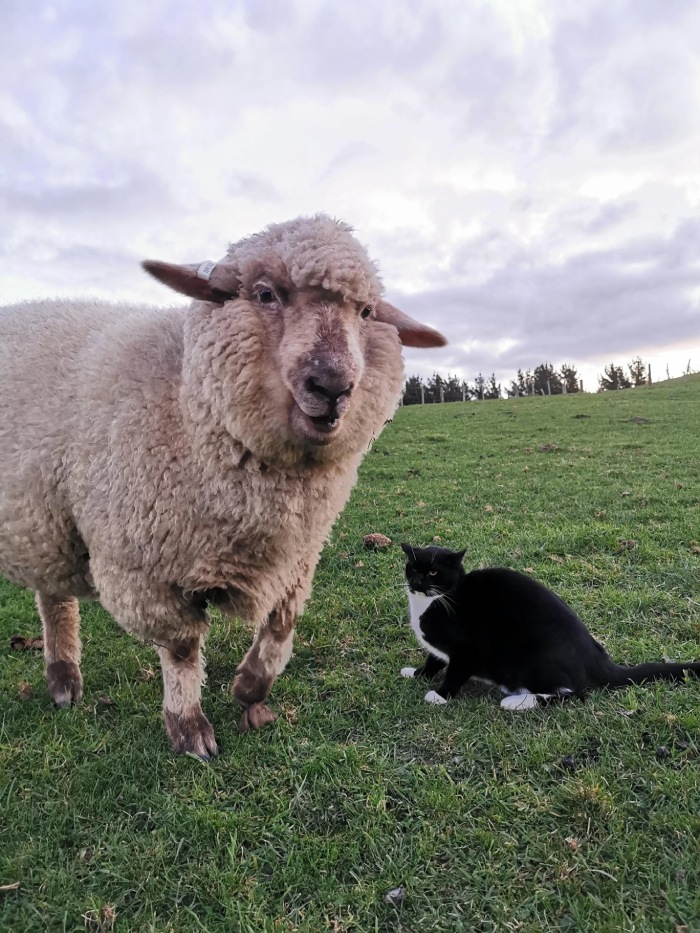 sheep and cat friends