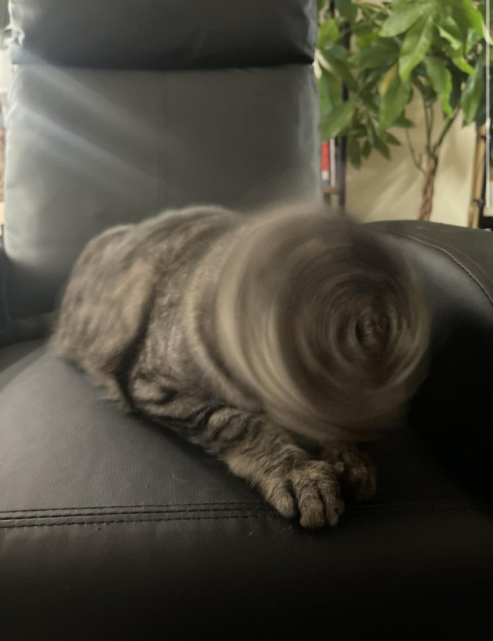 cat whirlwind head