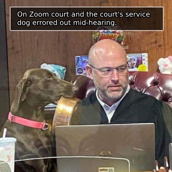 zoom court doggo