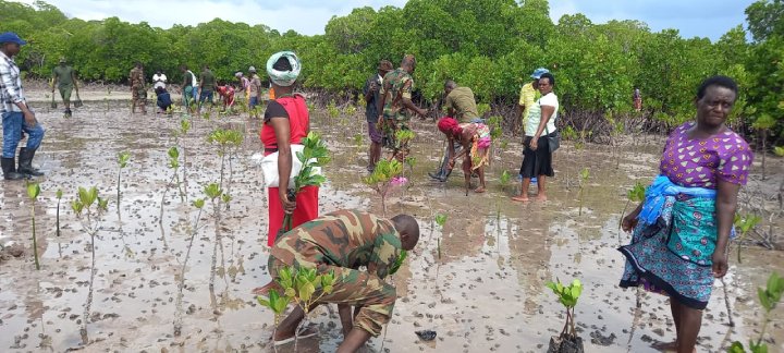 Kenya tree planting holiday