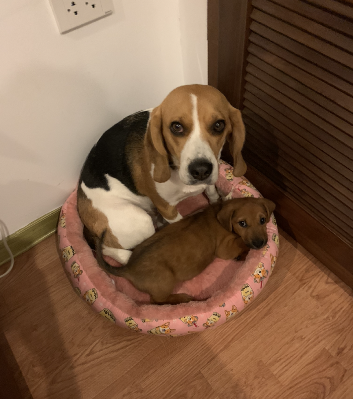 beagle bed