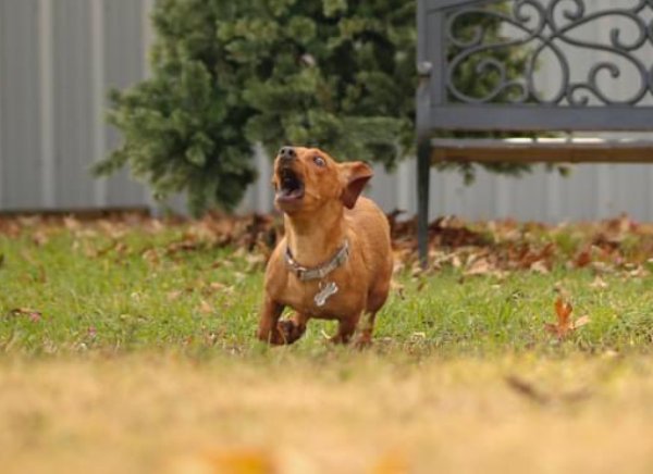 the grinch scaring dogs