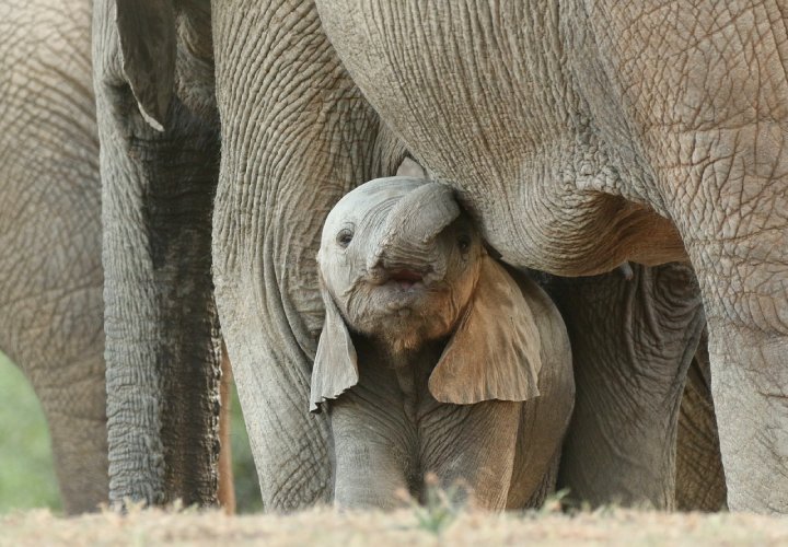 canada bans ivory trade