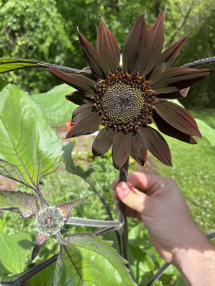 dark sunflower