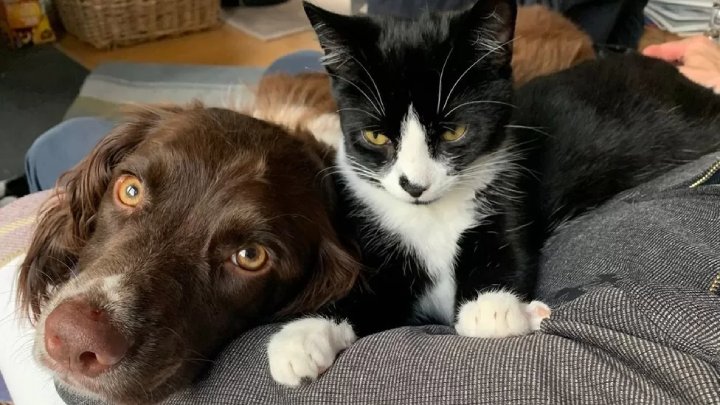 dog saves cat