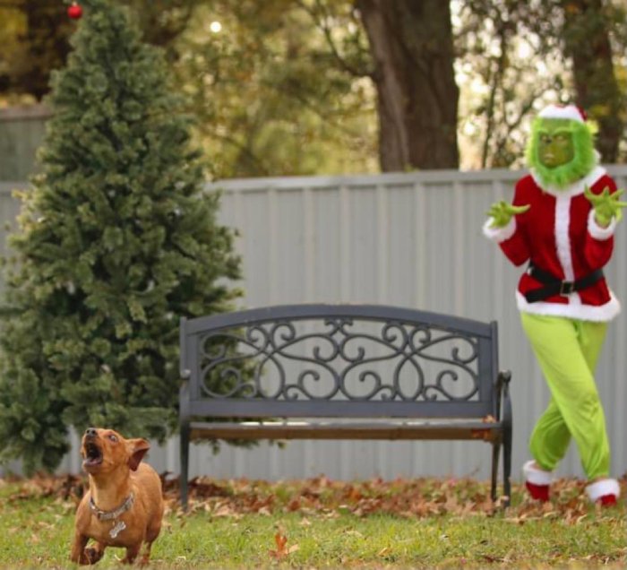 the grinch scaring dogs