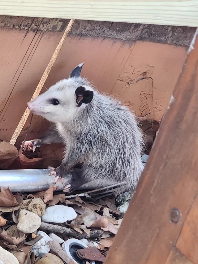 opossum wants treats