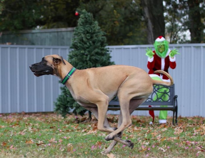 the grinch scaring dogs