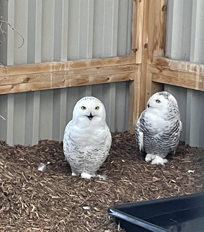 museum rescue owls