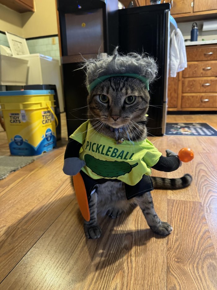 pickleball cat