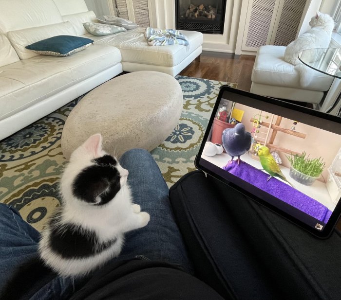 kitten watching TV