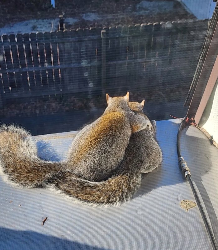 squirrels hugging