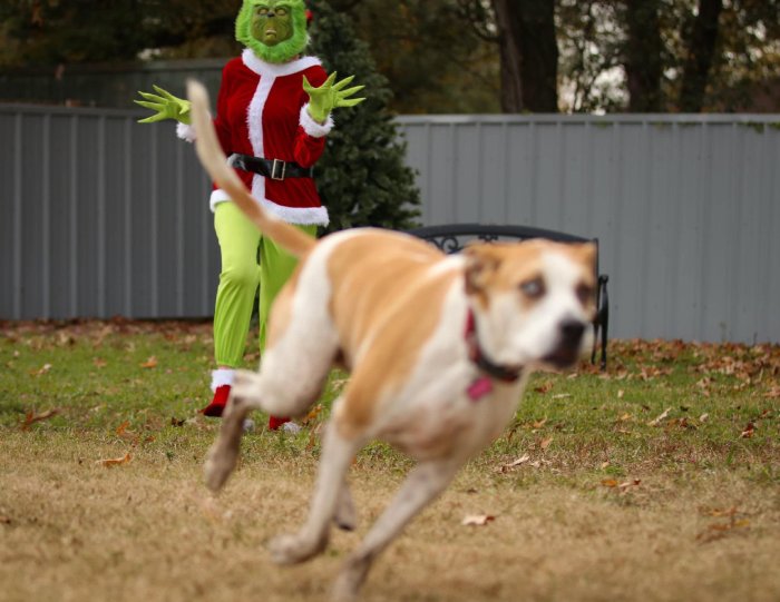 the grinch scaring dogs