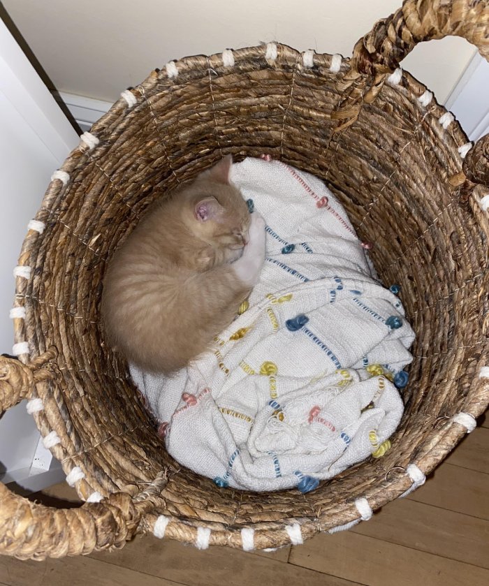 Found foster kitten sleeping in the blanket basket