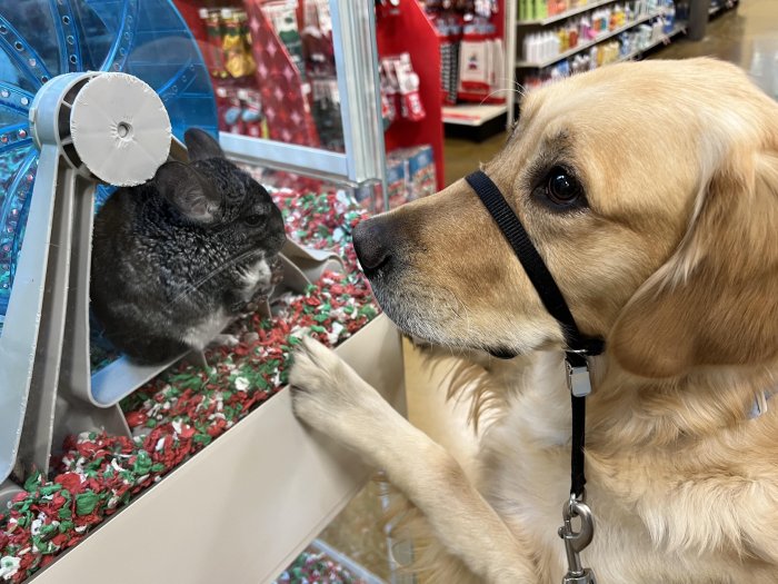 dog loves chinchillas