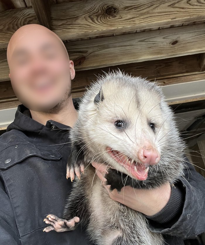 opossum cat