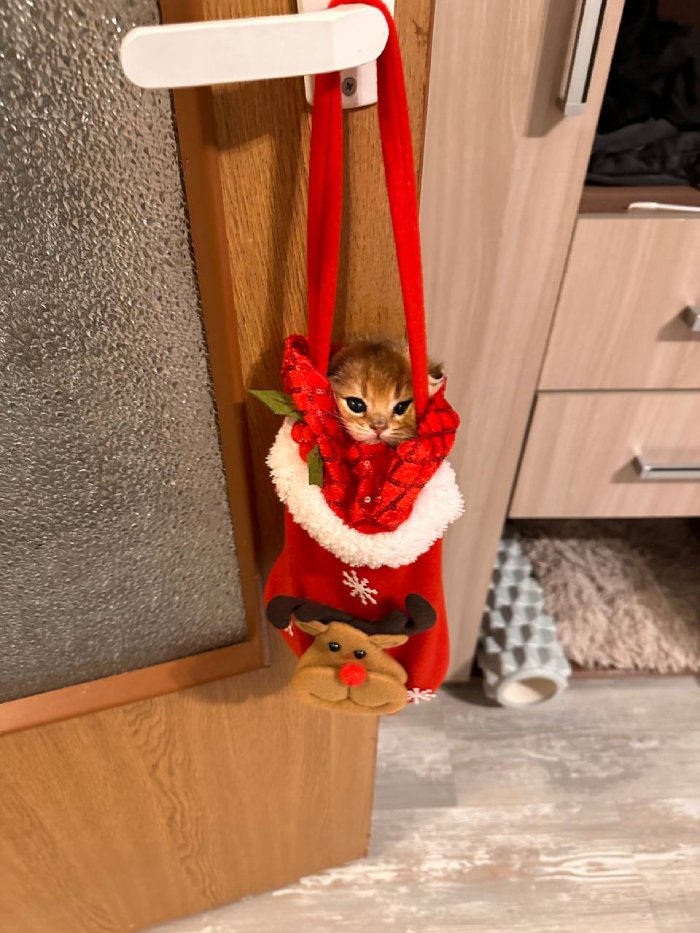 cat stocking