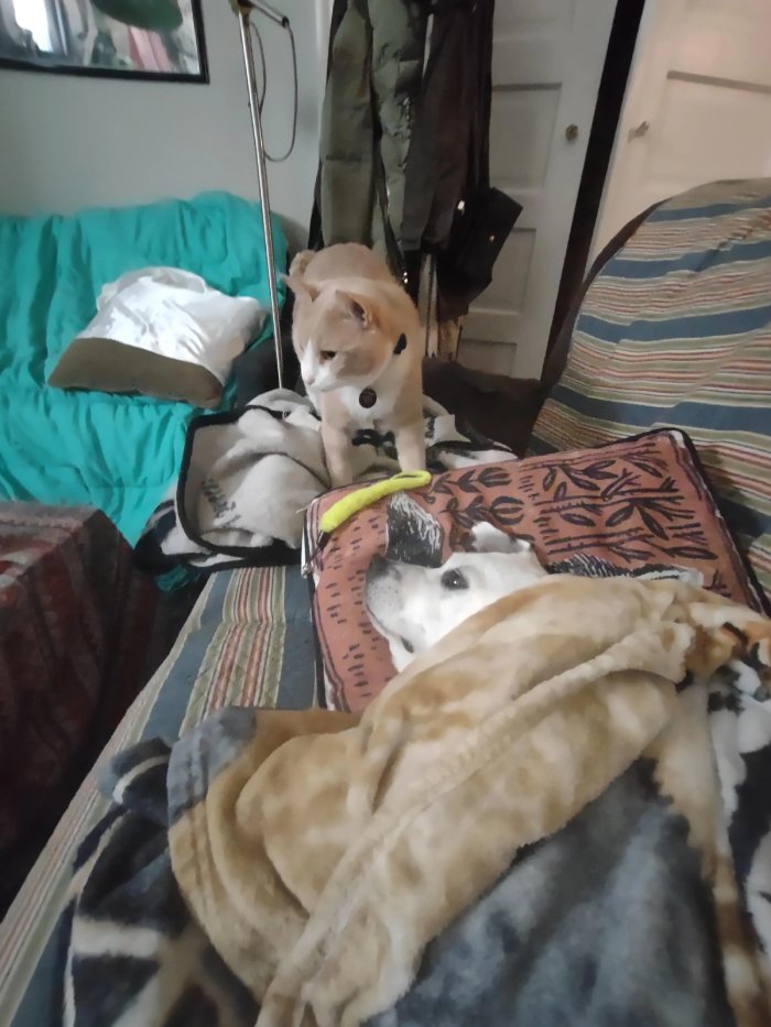 cat brings sick dog toys