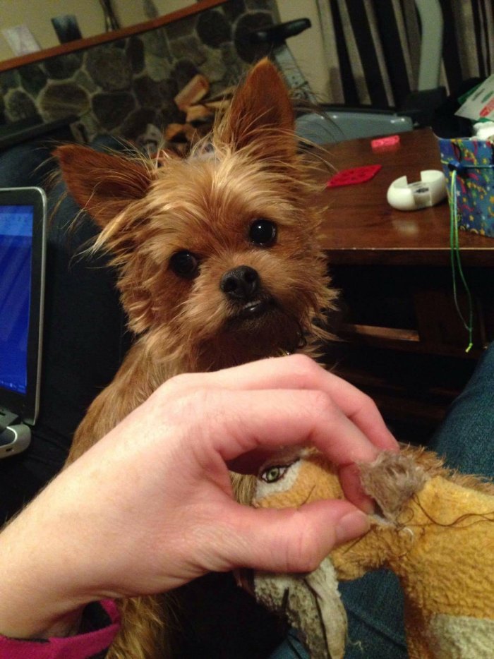 dog waits for toy fixed