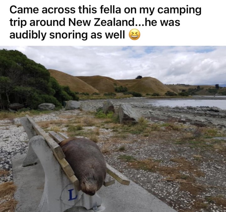 seal sleeps on bench