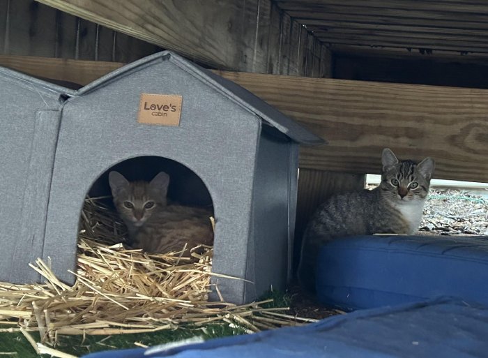 cozy kittens in backyard