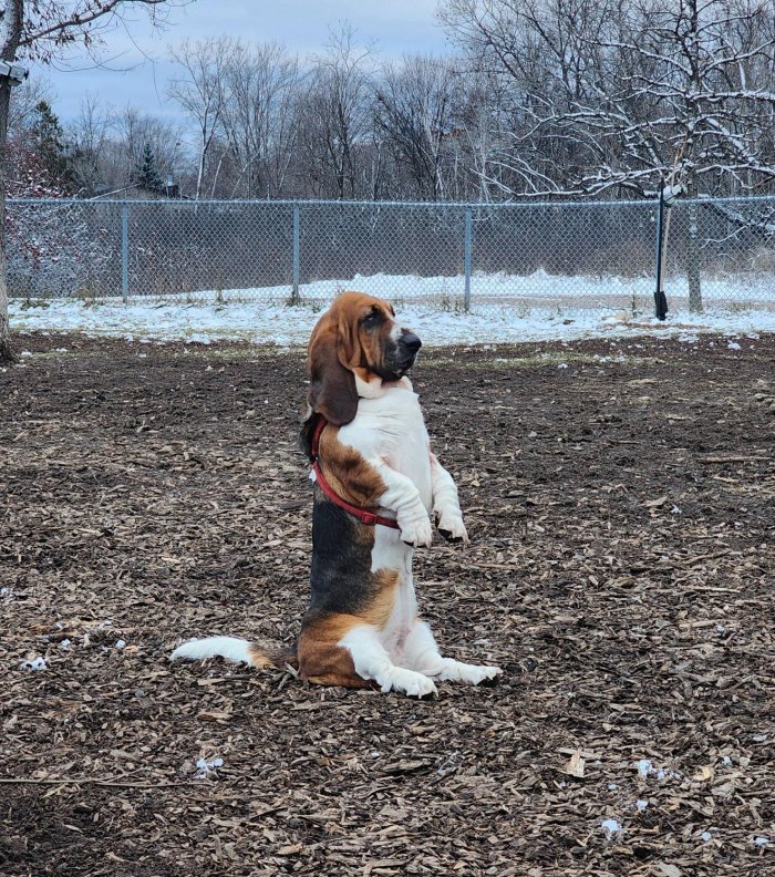 basset hound at park
