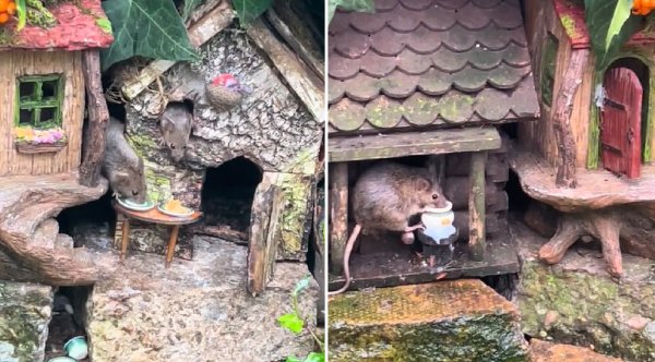 Man Discovers A Family Of Mice Living In His Garden, Builds Them A  Miniature Village