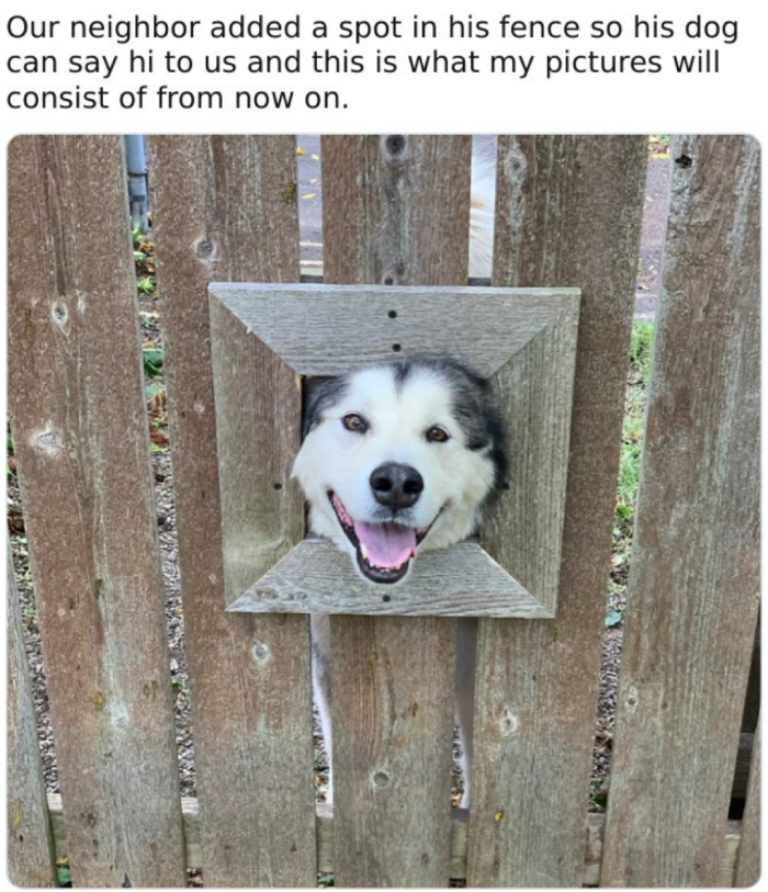 dog head in fence