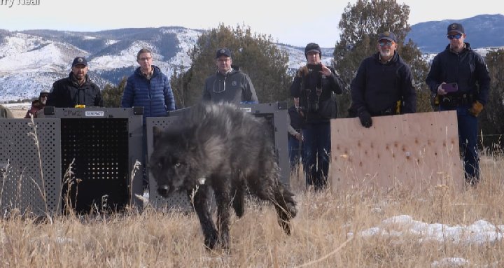 colorado releases wolves