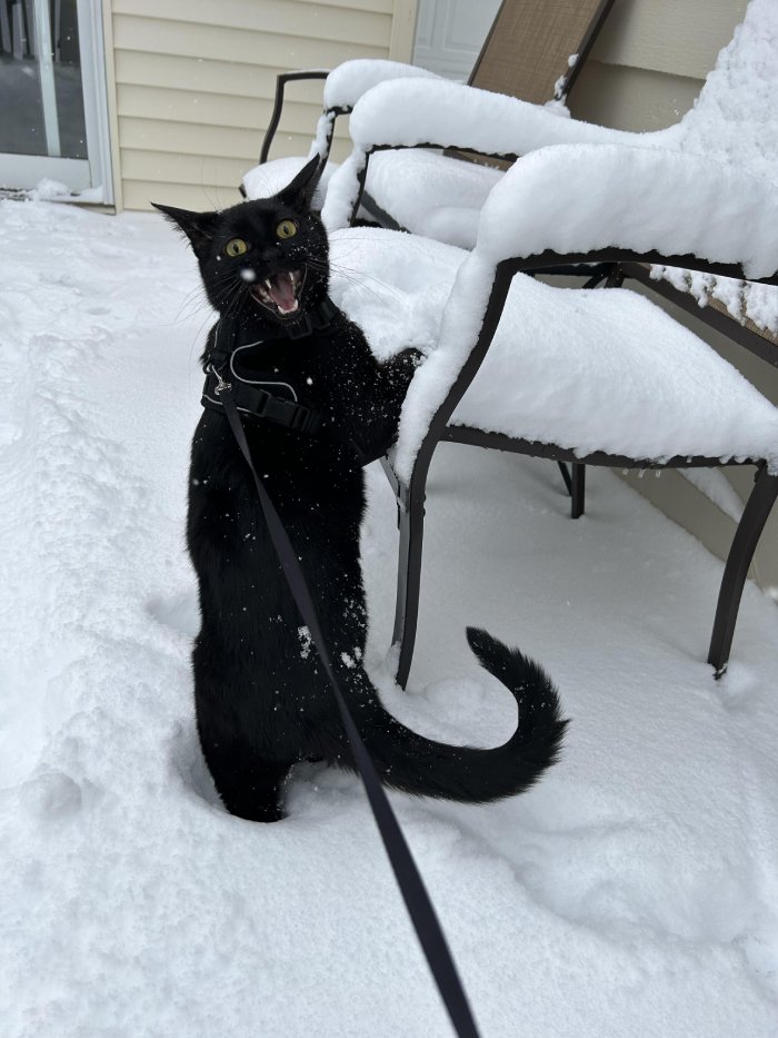 cat does not like snow