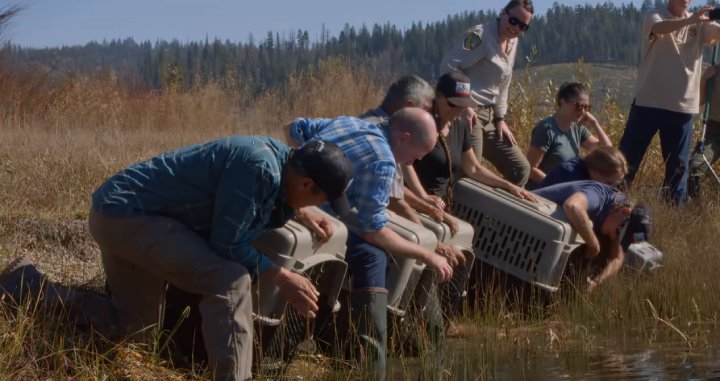 beavers released california good news