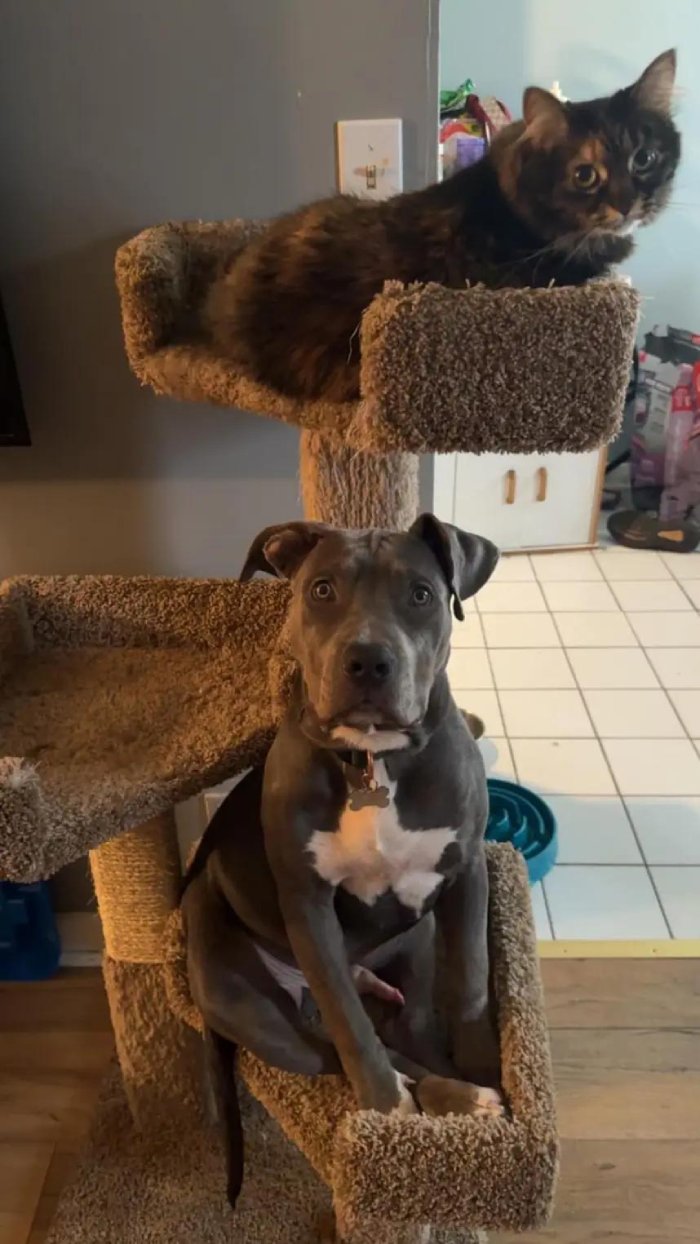 dog in cat tree